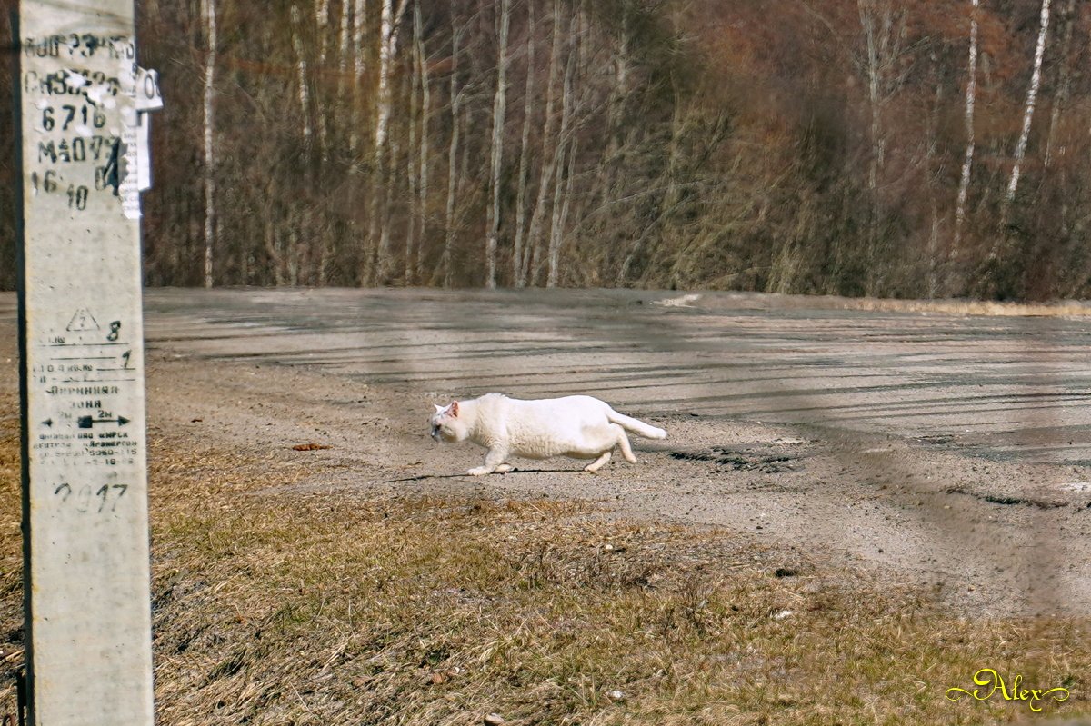 Сонник Соседский Кот
