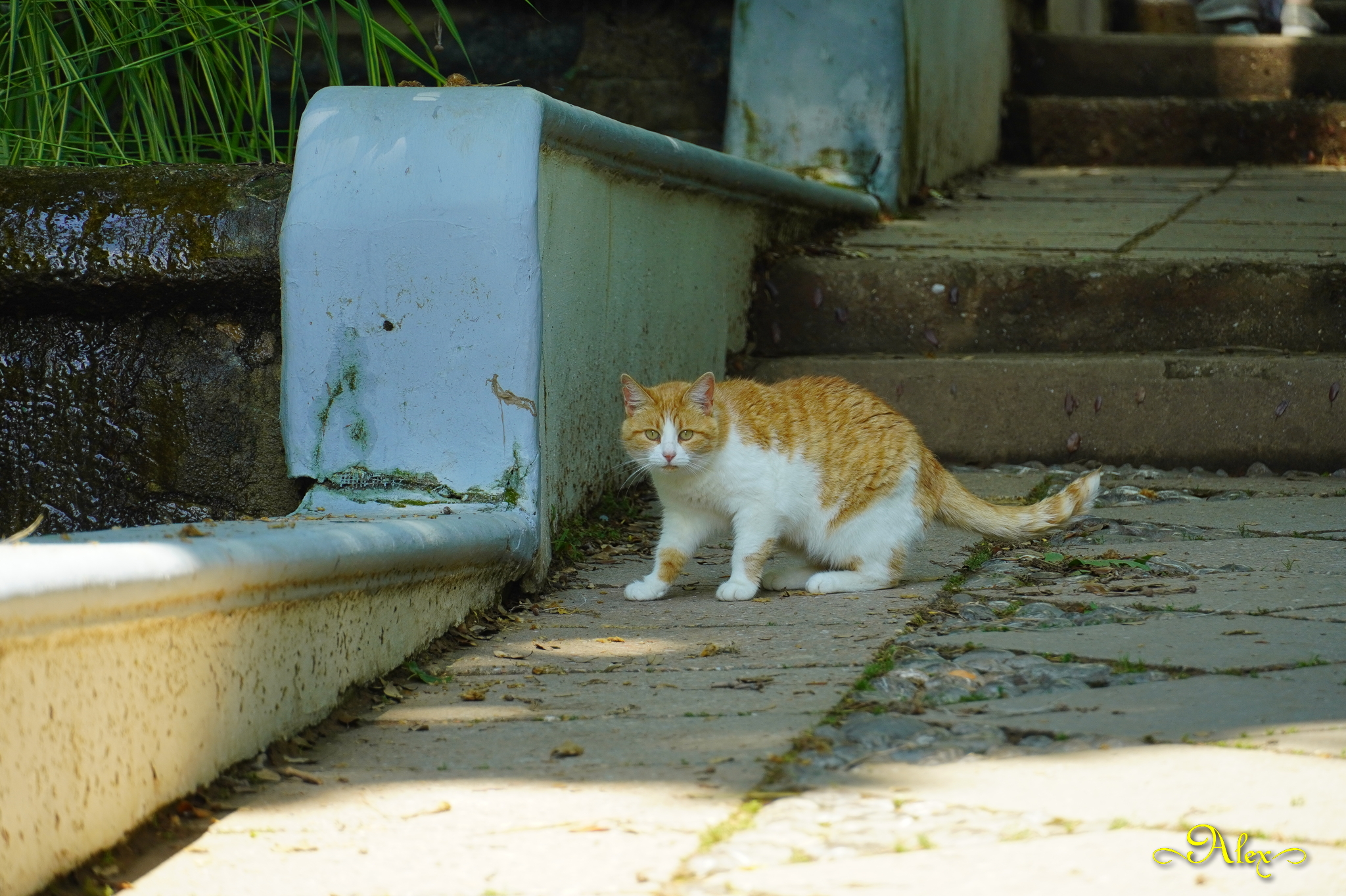 Фотограф Рыжик. Крымский рыжий кот.