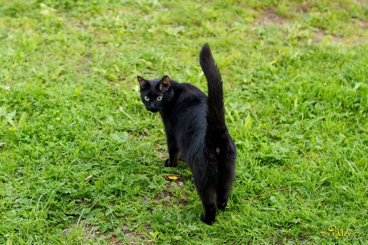 Фото ну. Хвост черной кошки. Черный хвостик котика. Трава кошачий хвост.