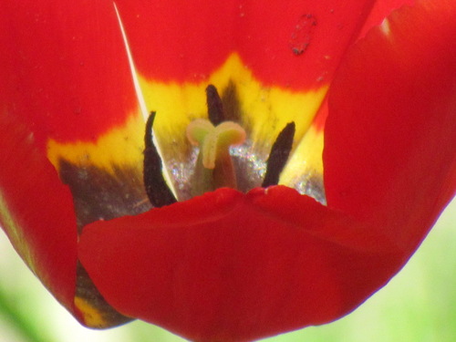 Радуга в красном тюльпане