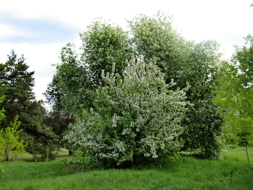 Яблоне-черемуховый цвет