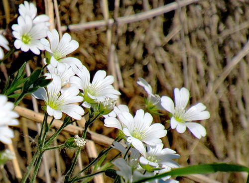 Ясколка (Cerástium)