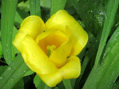 Желтый тюльпан после дождичка в четверг