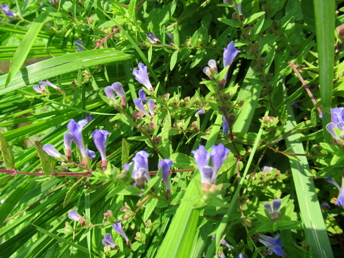 Шлемник обыкновенный Scutellaria galericulata