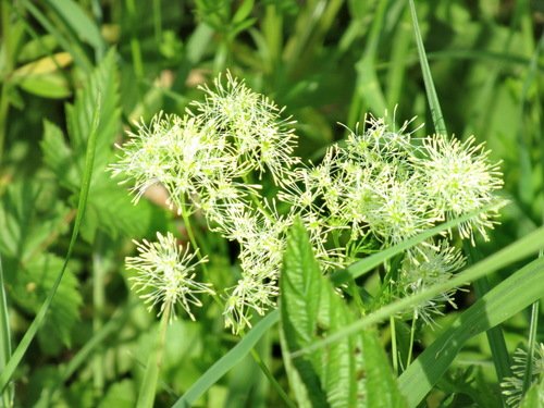 Thalictrum flavum, Василистник жёлтый, или луговой