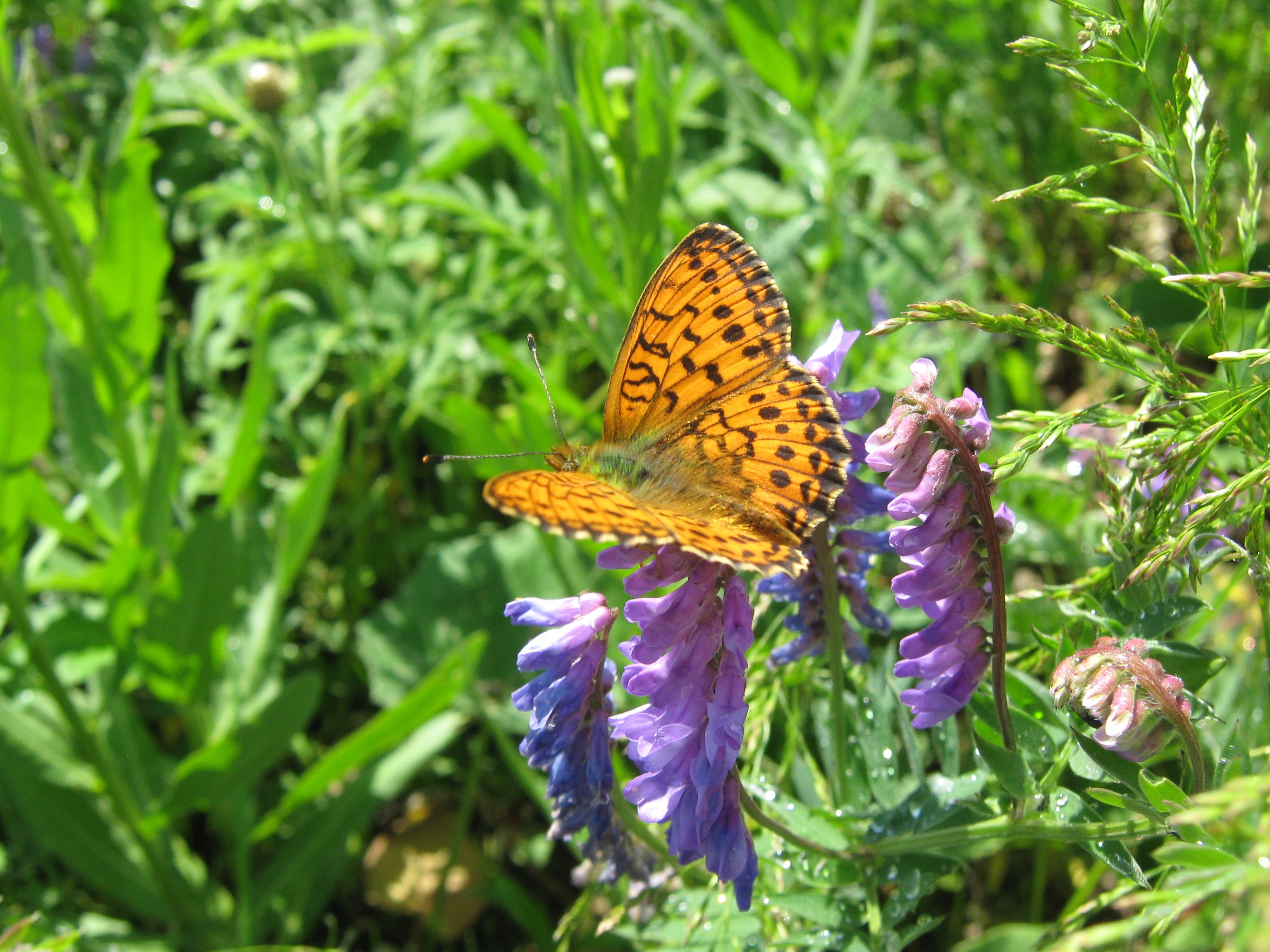 Argynnis Zenobia (Перламутровка Зенобия)