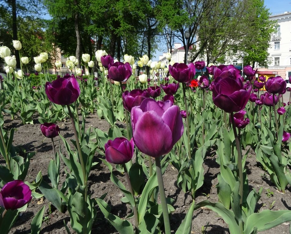 Цветы валуйки