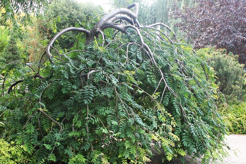 В парке "Сады мечты"