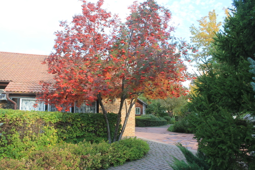 В парке "Сады мечты"