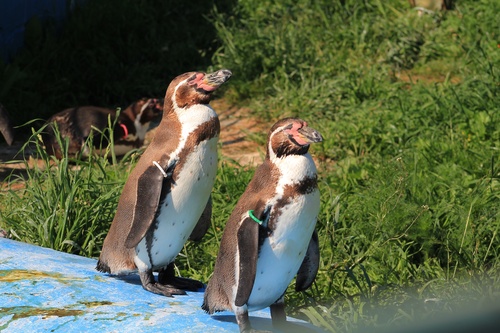 Пингвины в парке
