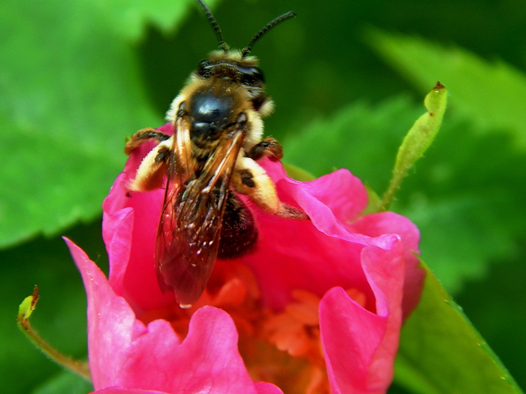 Nectar Bug.