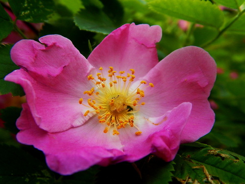 Цветущий розовым