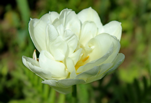 этюд с белым тюльпаном
