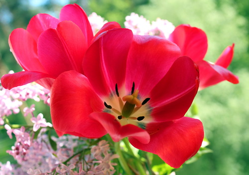 этюд с красными тюльпанами