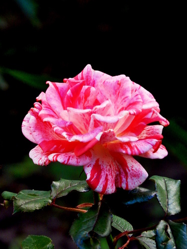 Скромная красота