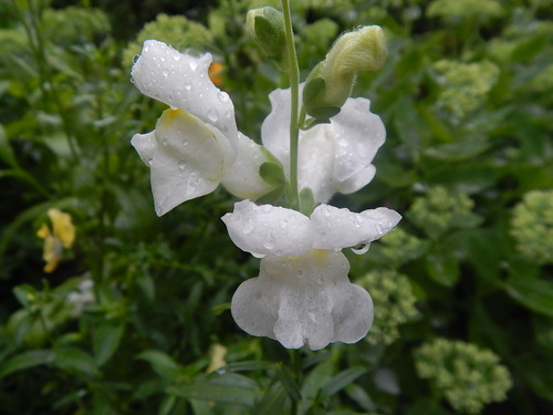 "Белый" дождик,белый цвет...