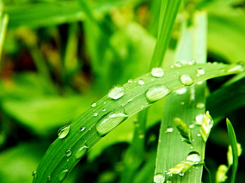 Лета "жемчуга"