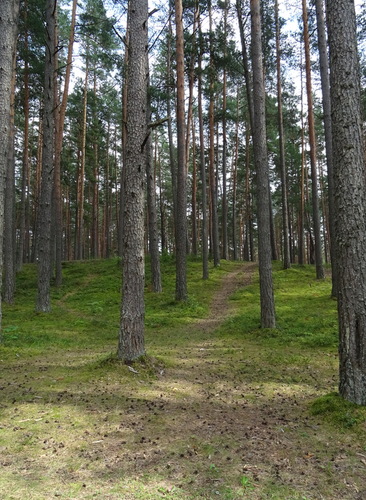 В лесу