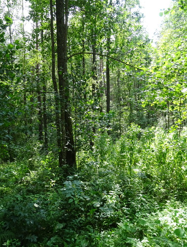 В лесу