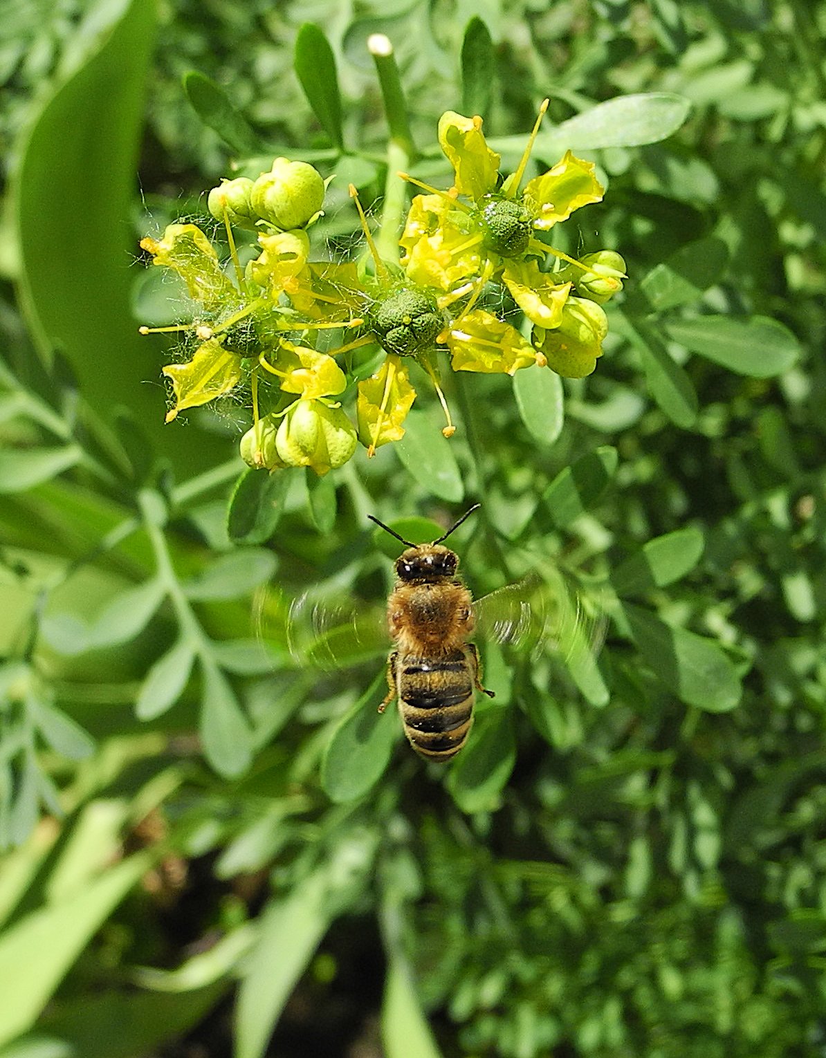 День пчелы фото