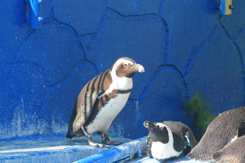 Парк флоры и фауны "Роев ручей"