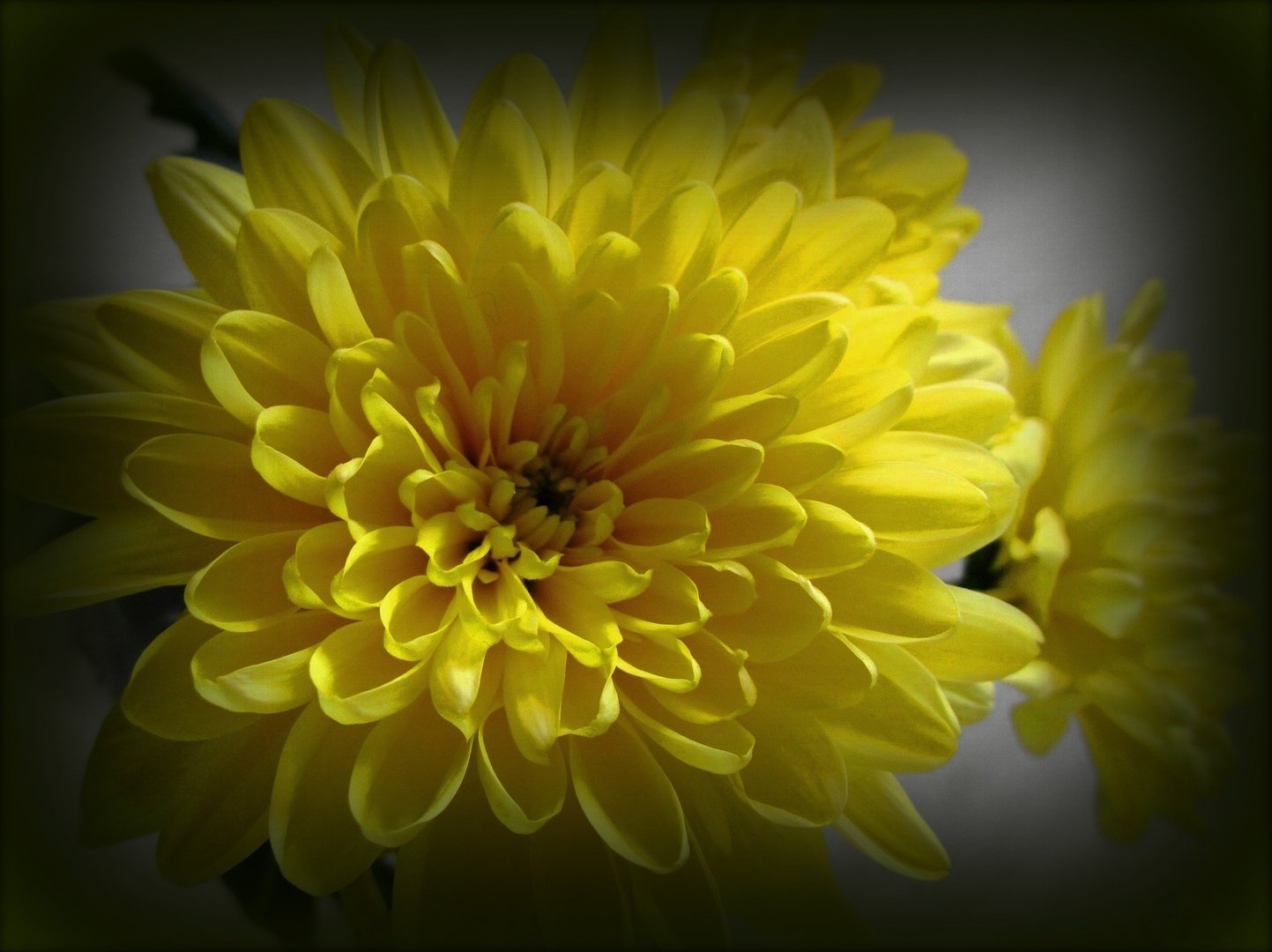 Цветы хризантемы Петр