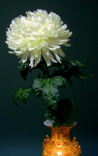 Белая хризантема в вазе