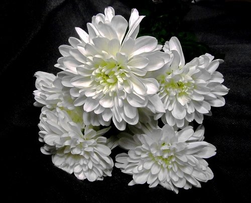 Пять белых хризантем