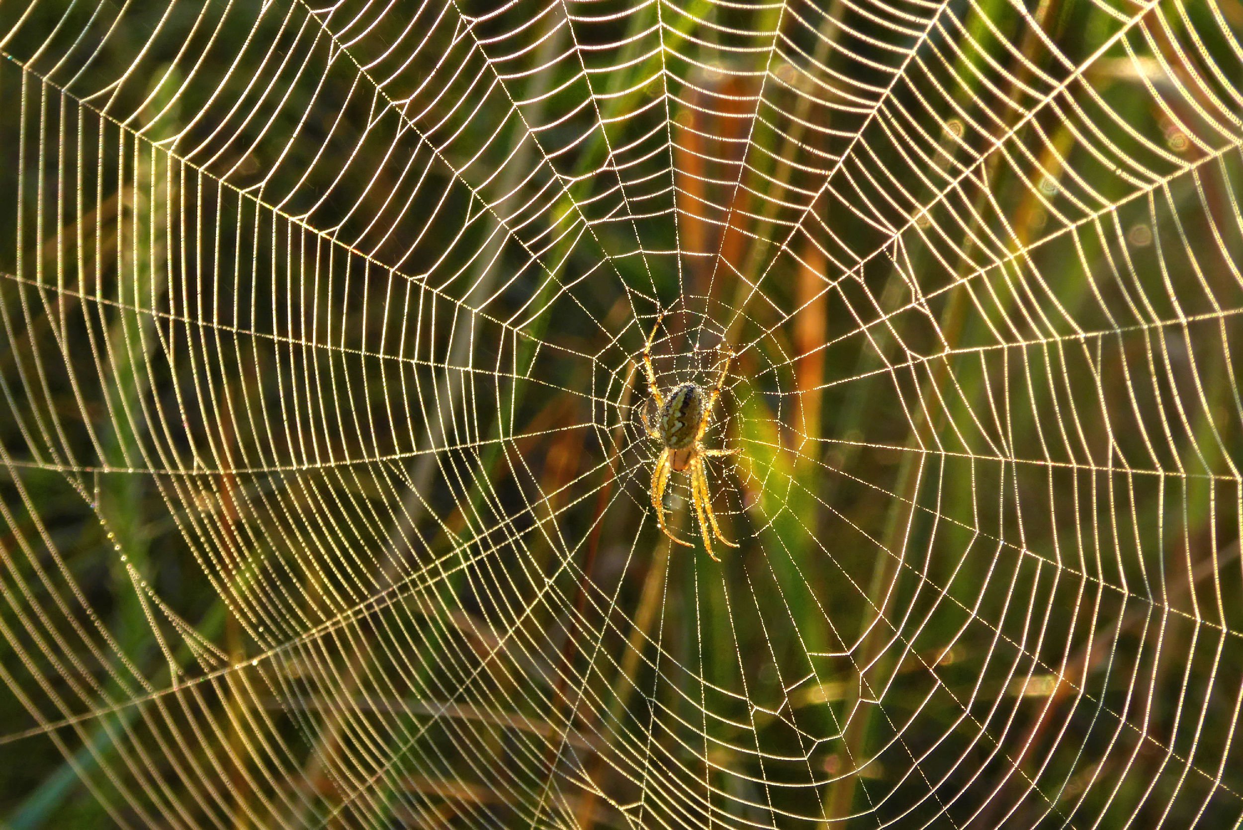 cryptocurrency pictures of spider