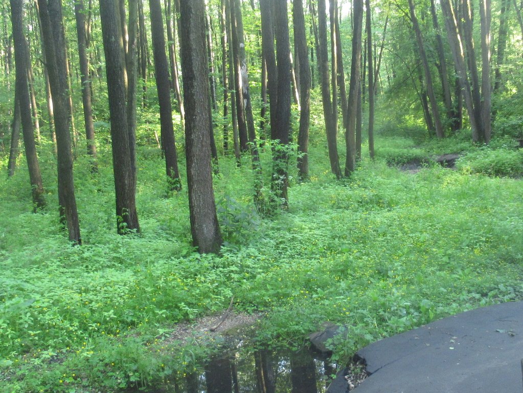В июне у Липитинского ручья