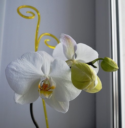 Орхидея.