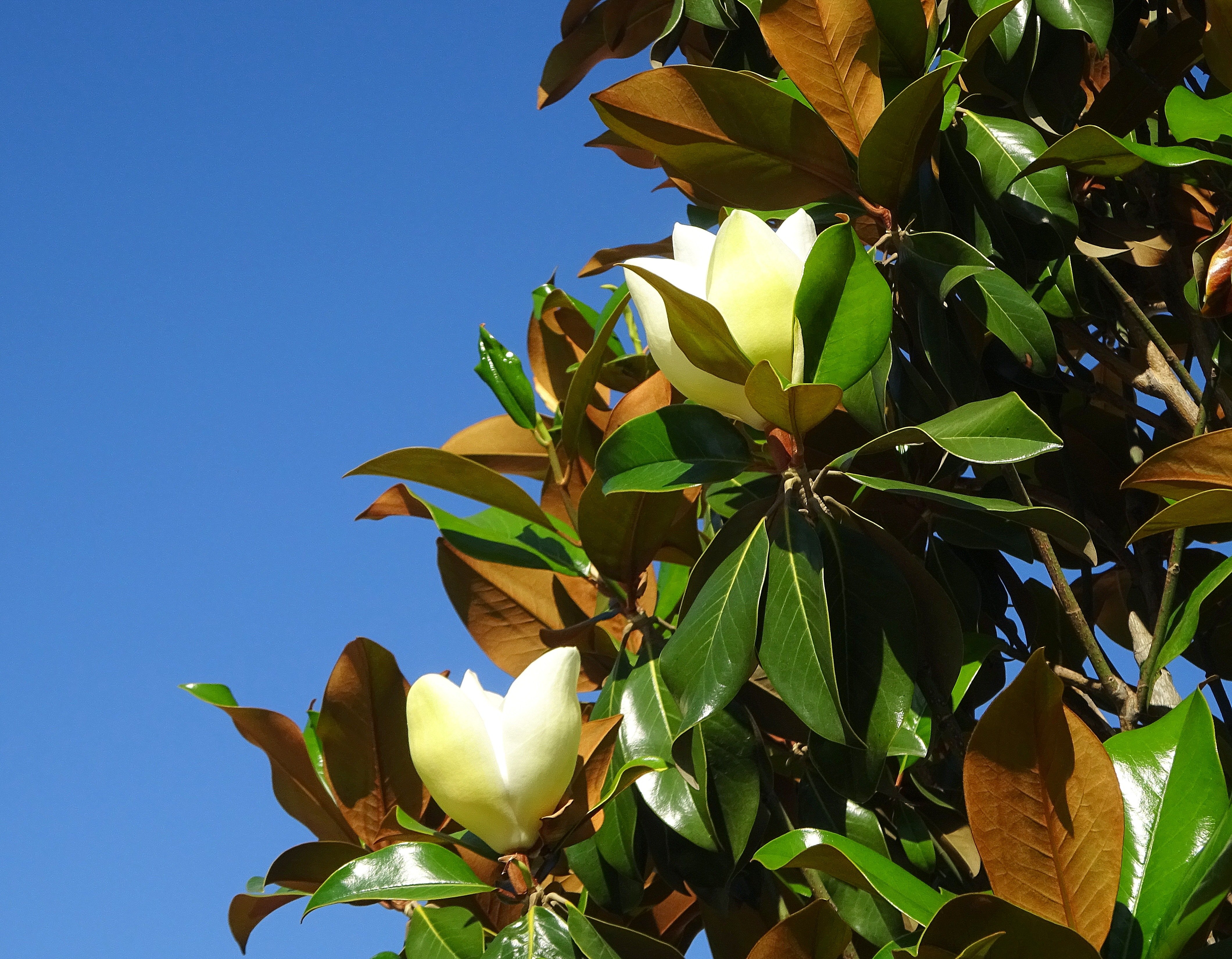 Фото магнолии цветущей дерева в сочи