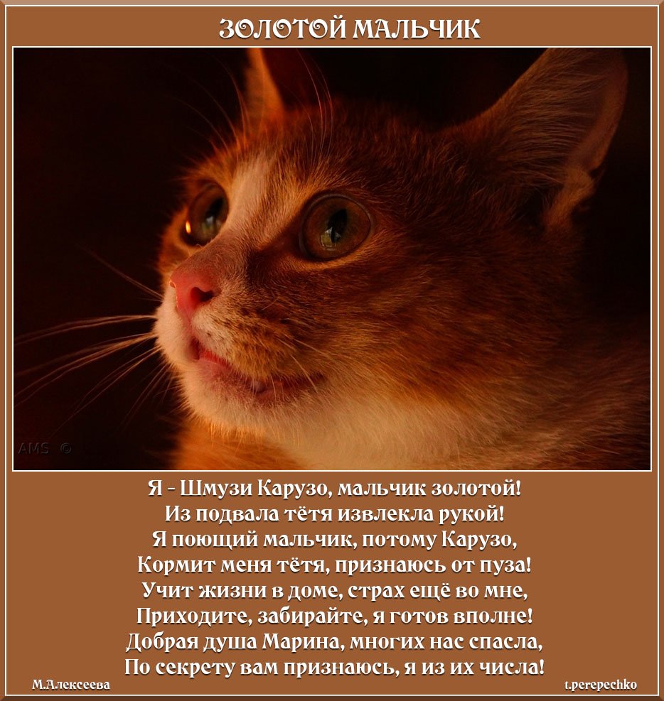 Мальчик золотой текст. Ты моя золотая. Мальчик золотой текст. Мальчик золотой текст. Лсп золотой мальчик фото.