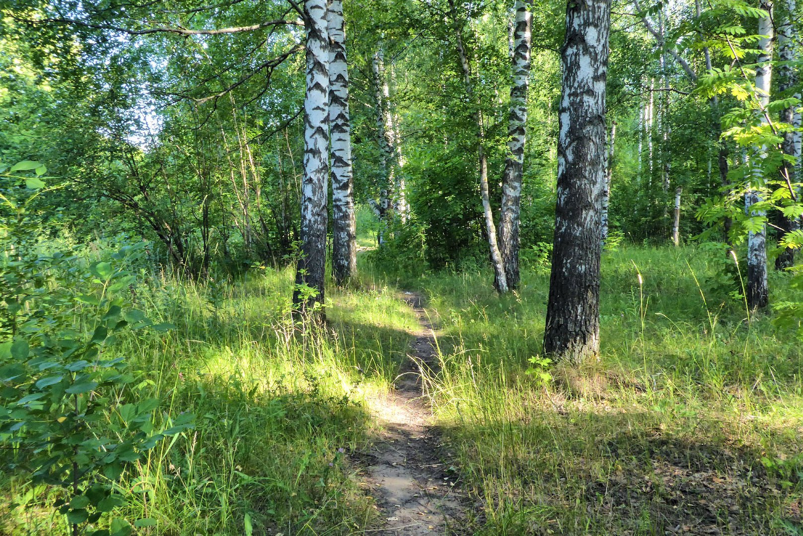 Тропинка в березовом лесу фото