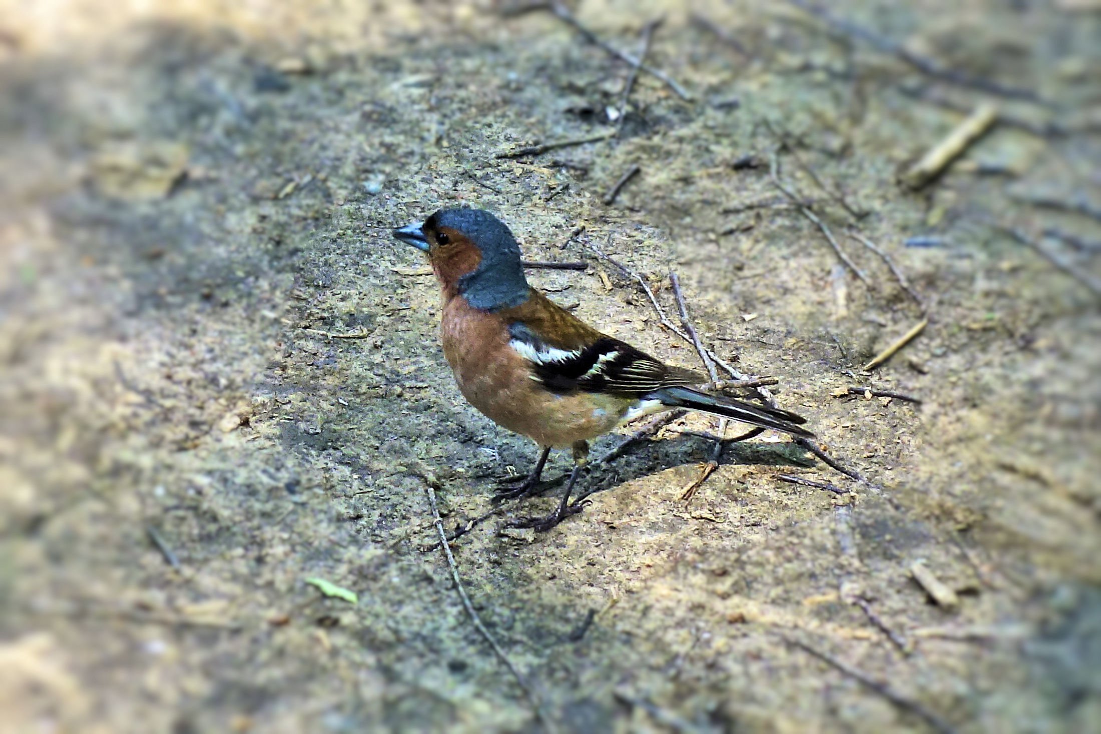 Маленькие птички калининградской области фото с названиями