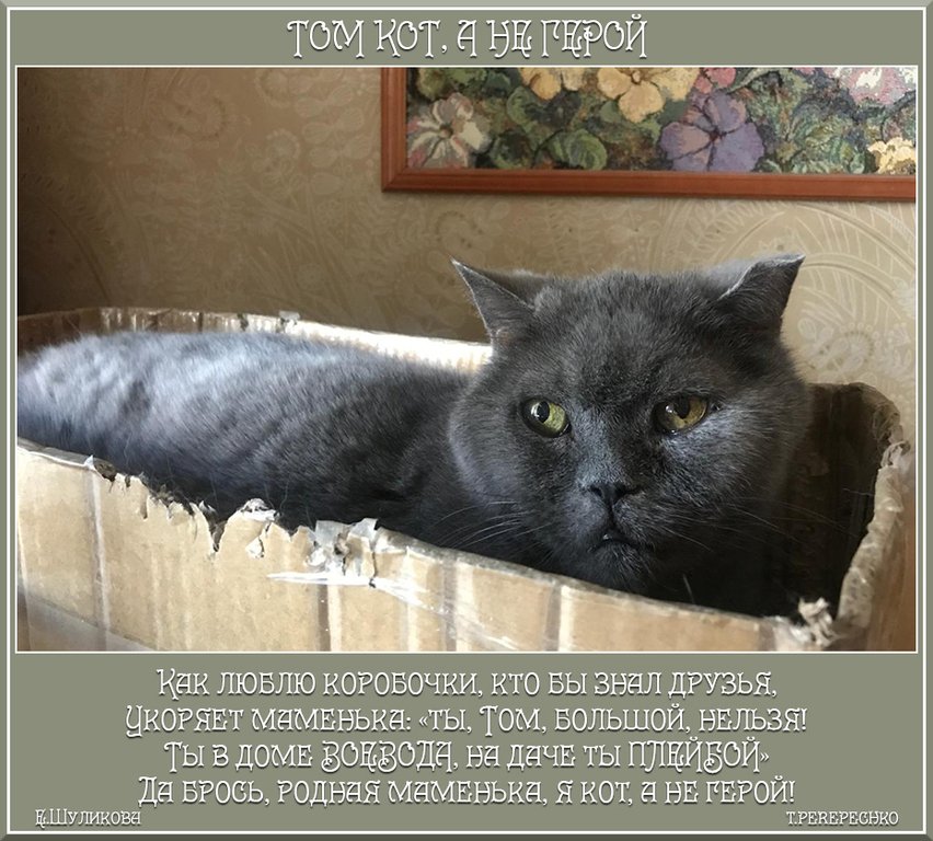 У кого нет кота. У кого нет кота