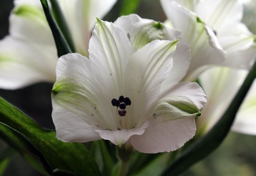 цветок белой альстромерии