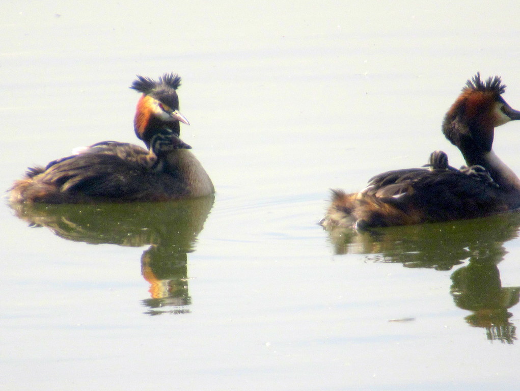  молодая семья