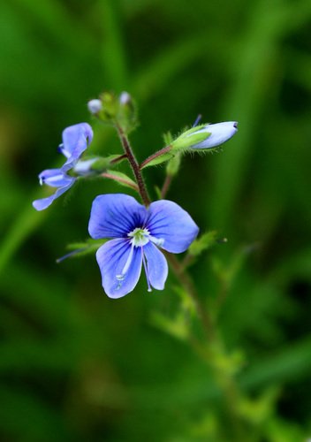 голубой цветочек вероники