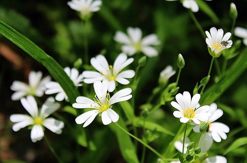 белые цветочки зведчатки