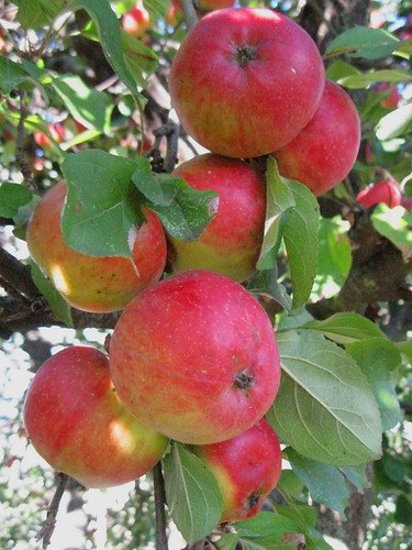 Яблоки румяные