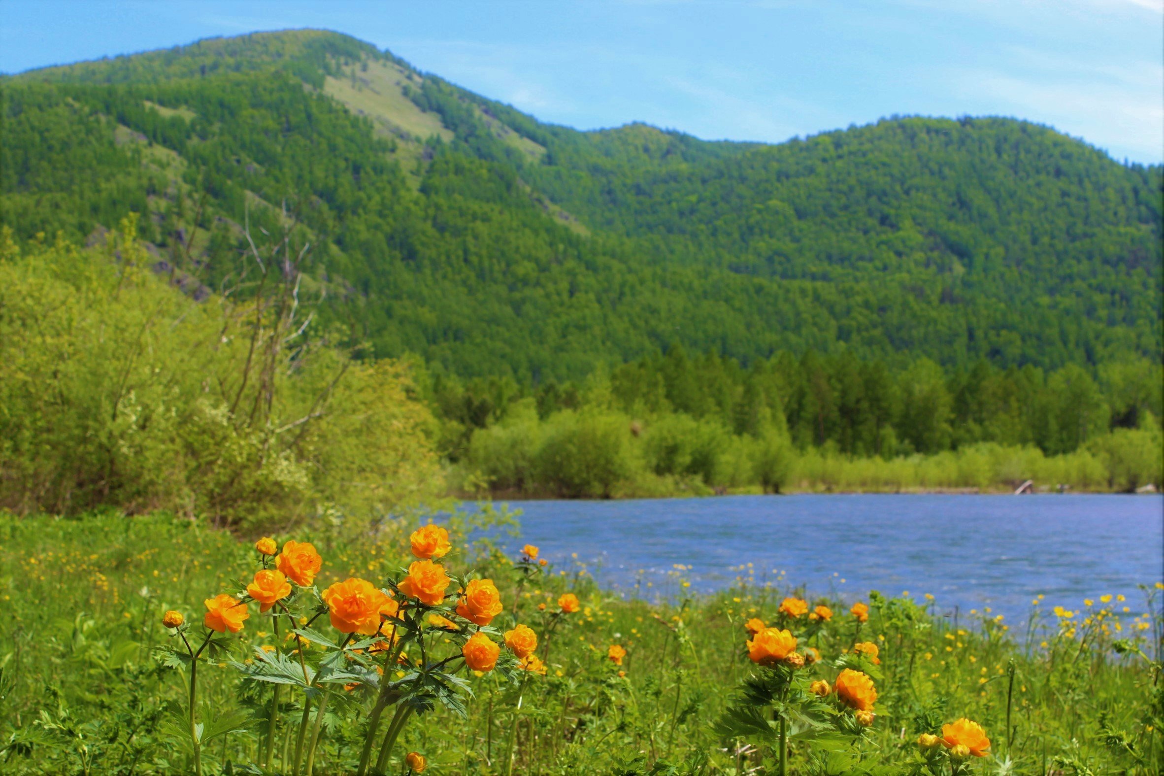 Природа хакасии. Река Июс Хакасия Тайга. Саяны Красноярский край жарки. Жарки Тайга Саяны. Река сон в Хакасии.