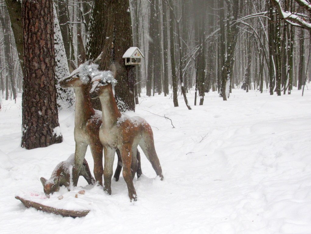 лесная сказка