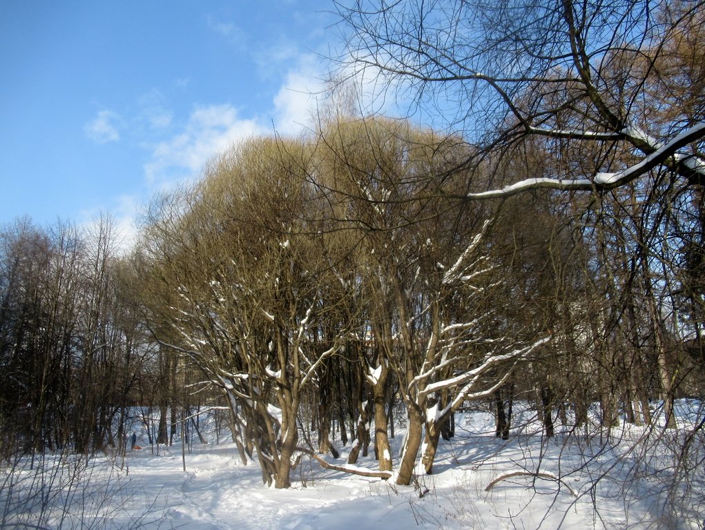 ивы в ожидании весны
