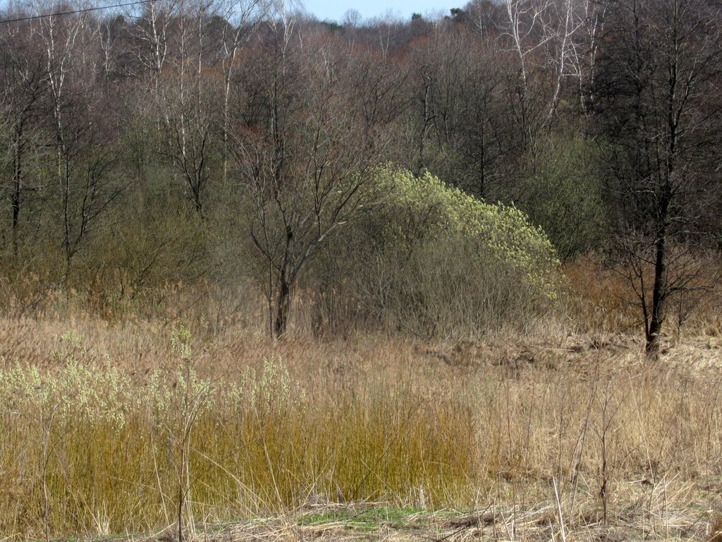 в лесу апрель