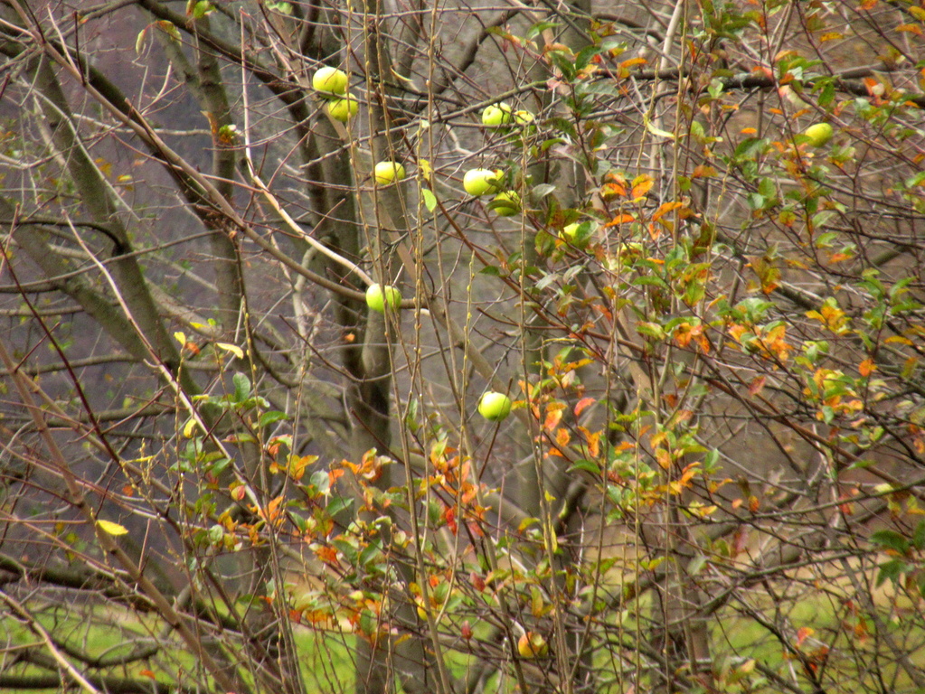 Яблонька у пруда, конец октября