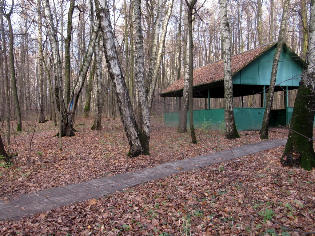 в обнажившемся лесу 