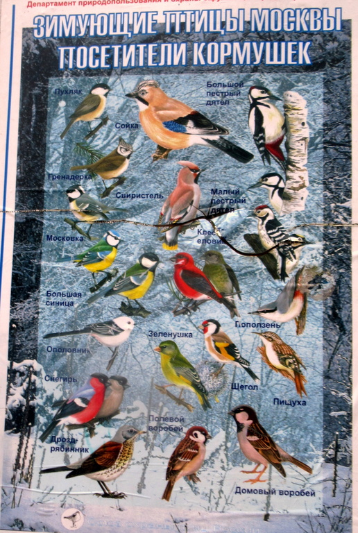 зимующие у нас  птицы