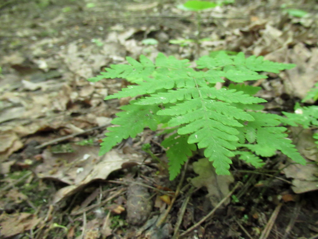 голокучник