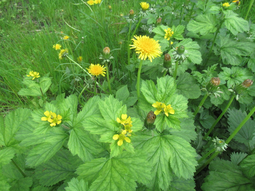 гравилат крупнолистный и одуванчики